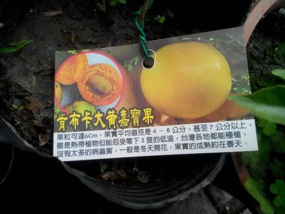 ╭＊田尾玫瑰園＊╯新品種水果苗--肯布卡(大果黃樹葡萄)高50cm