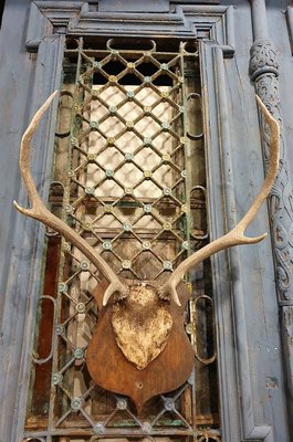 【卡卡頌 歐洲古董】德國老件~  個性  真鹿角  動物  標本  頭骨  掛飾  Deco ss0620 ✬