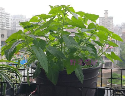 【野菜部屋~中包裝】T14 荊芥(貓薄荷)種子6公克 , 多年生草本植物 , 每包180元 ~