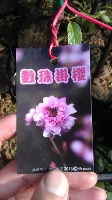 ╭☆東霖園藝☆╮稀有日本櫻花(數珠掛櫻)  新品-重瓣花-數量不多