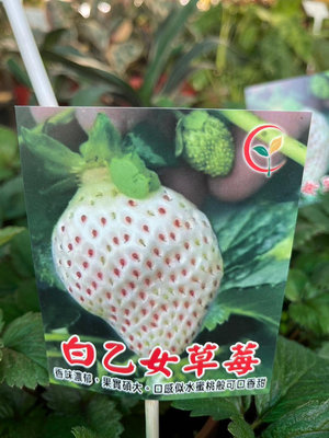 ^花草巷弄^ 5吋盆 / 白乙女草莓 / 草莓 / 食用植物 / 觀賞植物