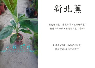 心栽花坊-新北蕉/超取會裁切/寶島蕉/5吋/香蕉/水果苗售價250特價200