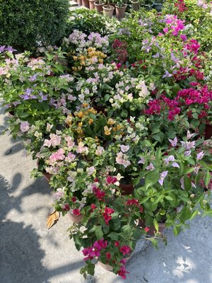 心心花園 ❤九重葛  6吋盆❤觀花植物 ~ 花色隨機出貨 花色鮮豔唷~