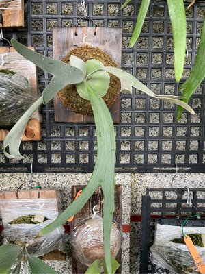 鹿角蕨P.pewchan compact-皮陳康貝特緊湊版上板 -療癒植物-文青植物、蕨類植物、雨林植物-IG網紅