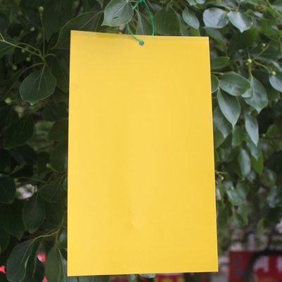 【熱賣精選】 園藝雙面粘蟲板誘蟲板紙貼黃色沾黏蟲板滅小飛蟲果蠅粘板藍板