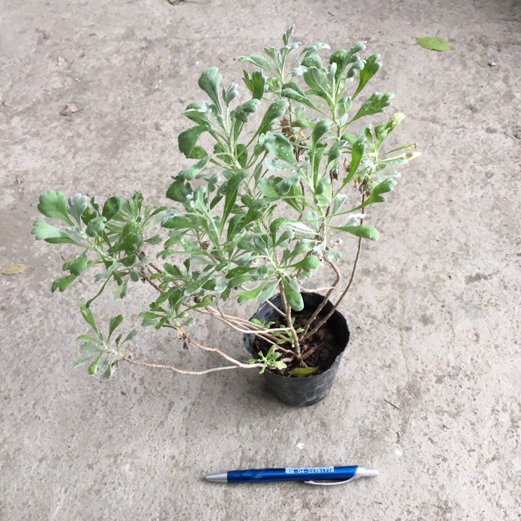 3寸芙蓉 三吋芙蓉樹苗 芙蓉盆栽 芙蓉草 芙蓉花 風水植物 驅邪避邪 淨身 玉芙蓉 千葉園藝有限公司 Yahoo奇摩拍賣