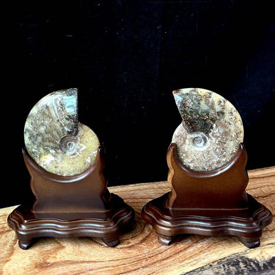 鸚鵡螺化石擺件一組 菊石 玉化 風水化石擺件 鸚鵡螺招財吸財擺件 1391