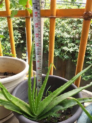 庫拉索蘆薈苗/大品種35公分/不含花盆