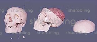 (ME-N_054)人體骨骼模型頭顱骨模型頭顱骨帶腦模型