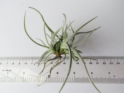 【台中】空氣鳳梨 Tillandsia crocata Clump-fragrant 克洛卡塔 原生種【香花品種】