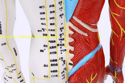 超清晰60 85CM人體針灸模型 半肌肉骨骼內臟模型中醫經絡穴位模型