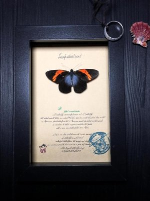 昆蟲記~亞馬遜雨林·令人驚嘆的物種·神秘的斑粉蝶+++08-特價