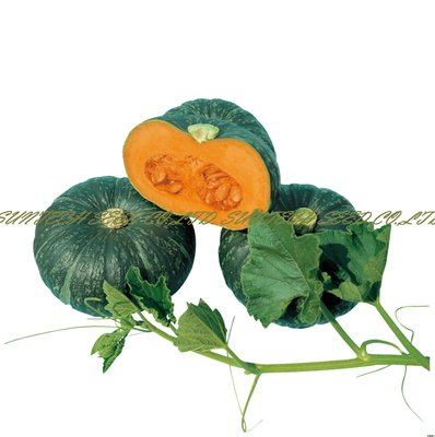 【蔬菜種子S148】天味栗南瓜~早生豐產，小型栗子風味南瓜品種
