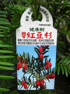 ╭＊田尾玫瑰園＊╯珍貴樹種--(紅豆杉)種子苗-高1米1000元