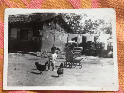 （消失的國度）1940-50年代，台灣的典型建築及居家環境。三四年級生的回憶，二隻番鴨，竹製嬰兒車，屋外晒衣服，房屋破舊但無鐵窗。