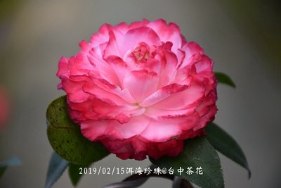 台中茶花- 洱海珍珠 - (嫁接茶花) - PP11