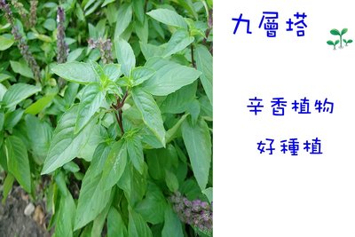 九層塔 蘿勒 香草類植物 種苗