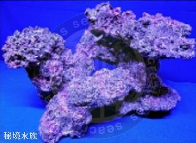 ♋ 秘境水族 ♋【美國CORAL REEF 】 珊瑚礁 人工活石(假活石) 適用裝飾/躲藏/繁殖 (TZ-D10)