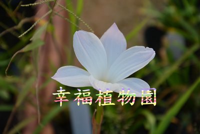 [幸福植物園]風雨蘭 香水Zephyranthes sp Labuffarosa Fragrance