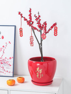 大紅色花盆陶瓷家用帶陶瓷托盤中國風客廳蘭花君子蘭新年冬青盆栽--三姨小屋