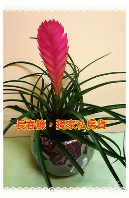 球拍鳳梨花(空氣鳳梨花)開深紫色小花$280