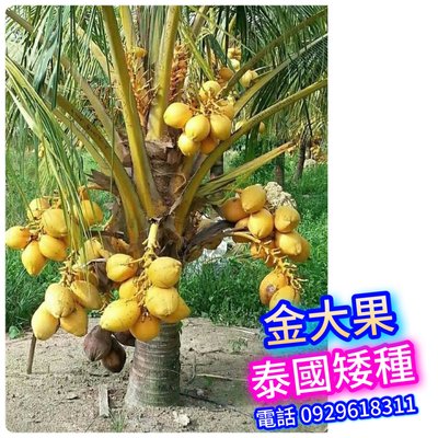 【正宗】泰國矮種香椰苗【金+大果】買3棵免運費、買5棵送1 矮種椰子