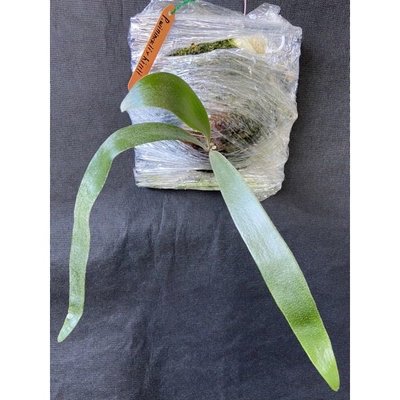 爪哇交深綠鹿角蕨-側芽(己上板)-療癒植物-文青、蕨類、雨林植物-IG網紅-室內-天南星-觀葉