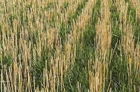 農產義大利黑麥草種子 黑麥草 麥草種子 麥草 牧草種子種子 (蔬果類種子)每包約10粒