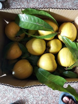在地小農~有機無農藥仙桃（黃金果）一斤40元