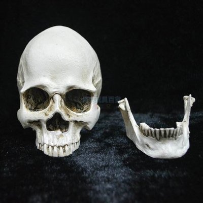 頭骨 骷顱 假頭骨 上下顎分離 (小號頭骨) 萬聖節 高質量仿真 可分離款 骷髏頭 惡搞【W66000301】塔克