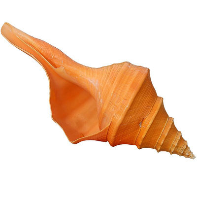 超大澳洲圣螺澳洲長香螺天然貝殼海螺收藏擺件吹響號角地中海響螺熱心小賣家