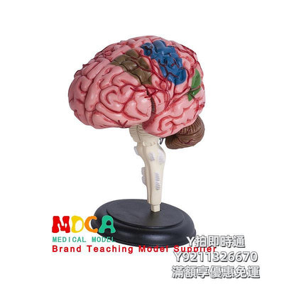 人體模型4D MASTER人體大腦解剖模型腦功能區域人腦動脈構造腦神經結構內臟器官腦干學教學用具拼裝玩具4dmaster
