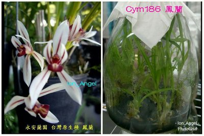 永安蘭園 國蘭 瓶苗 鳳蘭(Cymbidium dayanum Rchb. f.）
