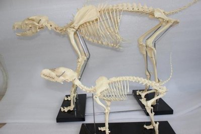 【奇滿來】64* 10* 30cm小號狗骨骼模型 狗骷髏骨 動物解剖 獸醫教學 骨架骨頭骷髏 科學家醫學擺件裝飾AREJ