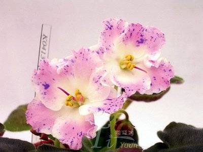 堤緣花語陶-淨化室內空氣植物-非洲紫羅蘭 playful spectrum [經典珍藏品]