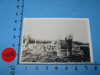 農村收割稻子,,台灣日據時期,古董,黑白老照片,相片