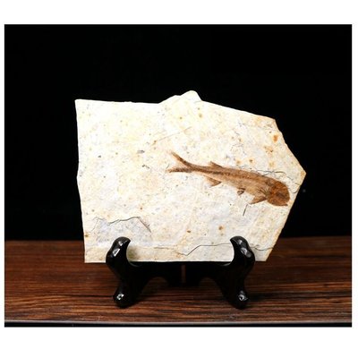 天然古生物狼鰭魚群魚化石昆蟲化石三葉蟲教學科普石標本擺件珍藏凌雲閣化石隕石 促銷