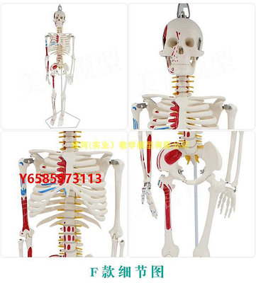 模型85cm人體骨骼模型骨架人體模型小骷髏教學模型 脊椎骨骼模型