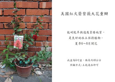 心栽花坊-美國紅花火箭紫薇/5吋/綠化植物/綠籬植物/開花植物/售價220特價180