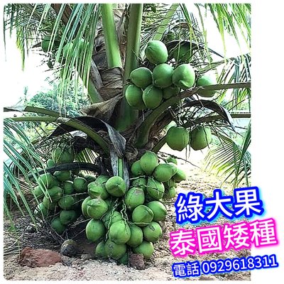 【正宗】泰國矮種香椰苗【綠+大果】買3棵免運費、買5棵送1 矮種椰子