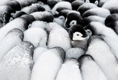 缺 日本進口拼圖 地獄 挑戰 南極企鵝 1000片拼圖 79-178