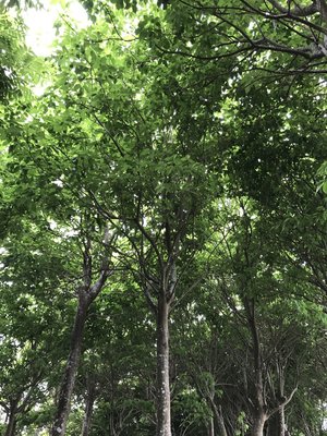 ╭＊田尾玫瑰園＊╯優良庭園用樹--(加羅林魚木)米徑15cm3萬元--樹形優美