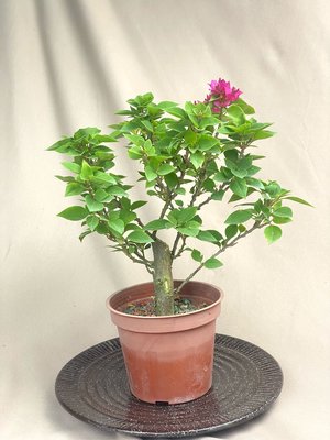 英宏植選 開花植物 日本八房九重葛3.5寸（單一花色）