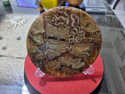 天然菊花石（斑彩螺）化石圓形切面（直徑11.11公分，總重190.5克） 含贈座架