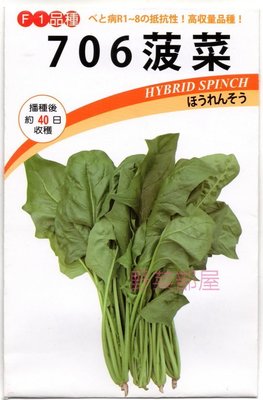 【野菜部屋~】A23 日本706菠菜種子225公克, 植株挺立 , 產量高 , 口感佳 ~