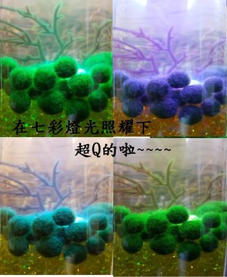 【微景小舖】無法超取 日本正品MARIMO 1cm 海藻球 幸福海藻球球藻產地 現貨供應中