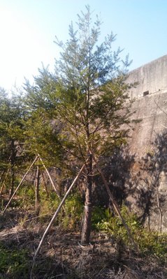 【旭昇景觀樹園藝行】油杉高3-4米.米徑6-8公分.已移植過.黑松桂花油杉赤松九芎含笑羅漢松雪松