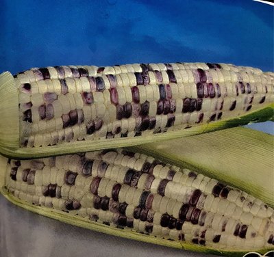 【媽咪蔬果園】、 紫香甜糯玉米    種子