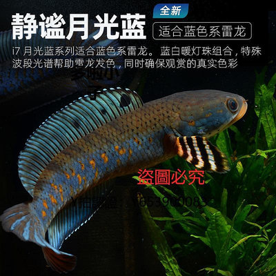 增艷燈 吉印雷龍魚魚燈增艷巴卡雷龍增色魚缸燈雷龍發色專用魚缸燈雷龍燈