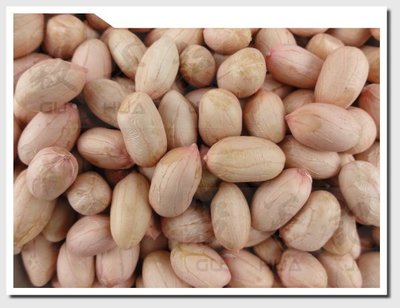花生粒 PEANUT 生花生粒 土豆 - 3kg 穀華記食品原料